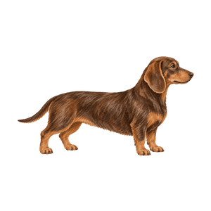 Illustration Größe M