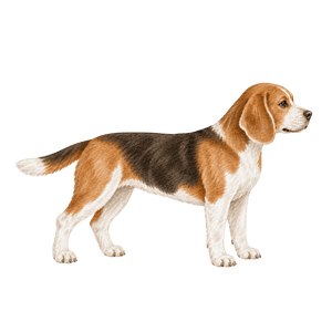 Illustration Größe L