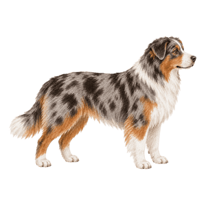 Illustration Größe XL