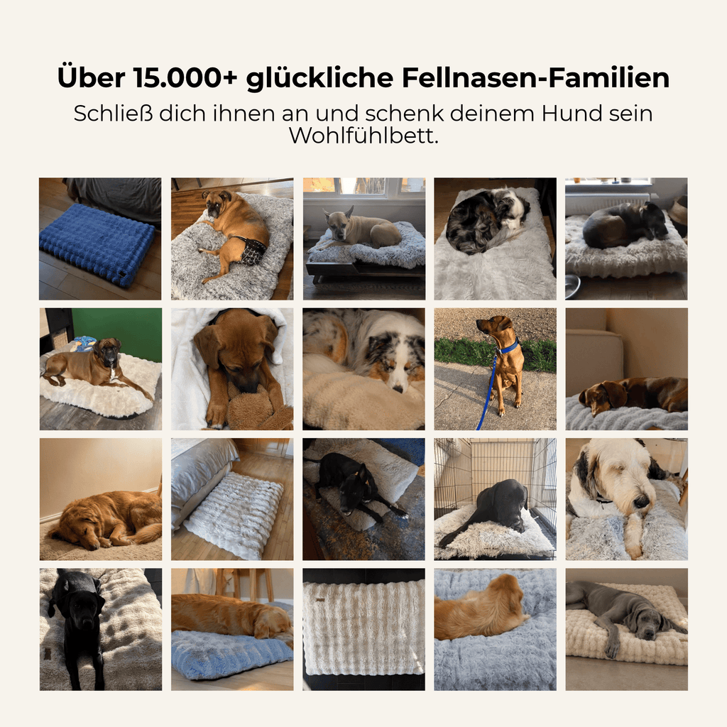 WOLKENPFOTE™ Wohlfühlbett