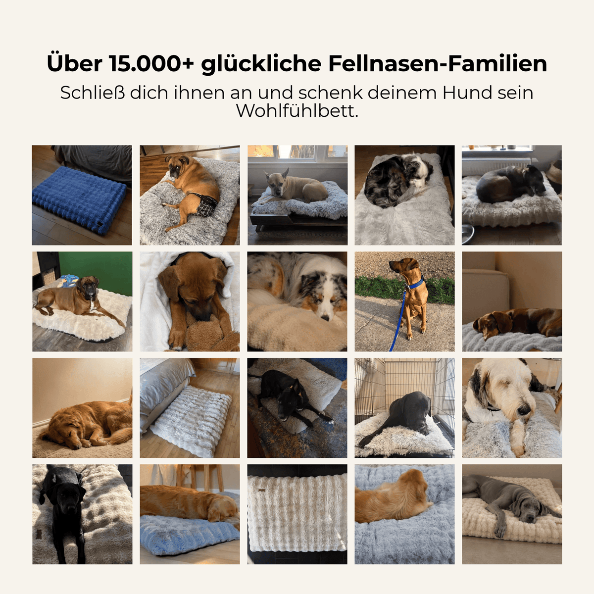 WOLKENPFOTE™ Wohlfühlbett